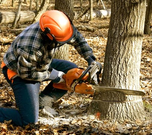 Tree Removal in Andover, OH
